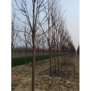 10～12公分楸树 基地