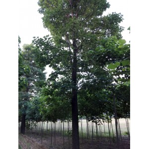 老式大楸树 基地