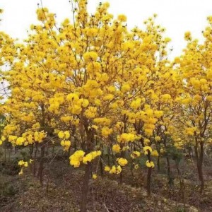 黄花风铃木(多杆)