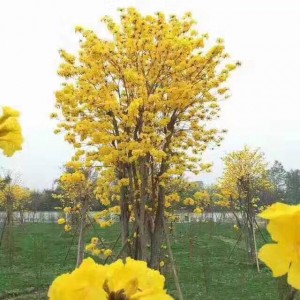 黄花风铃木(多杆)