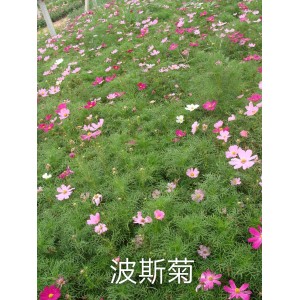 波斯菊