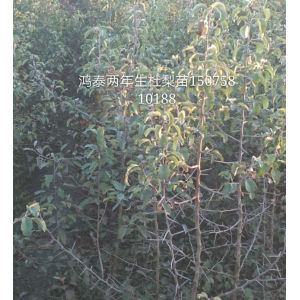 1-2年生杜梨苗