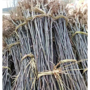 2-4公分皇冠梨苗