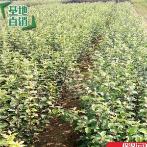 2-4公分苹果苗