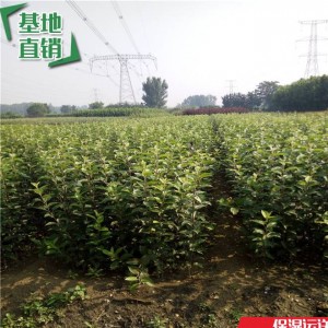2-4公分苹果苗