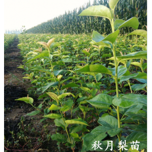 秋月梨苗