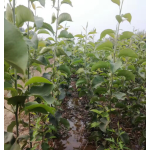 玉露香梨苗