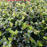 金边四季青