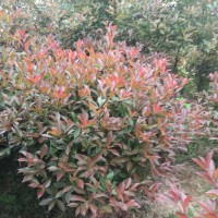 红叶石楠