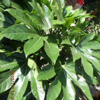 八角金盘苗、造型罗汉松苗、杜鹃苗、银杏苗基地