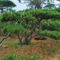 造型景松、造型油松基地