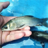 青鱼苗(黑鲩鱼苗)