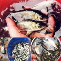 大头鳙鱼苗（花鲢鱼苗