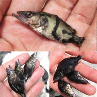 翘嘴桂花鱼苗(鳜鱼苗)