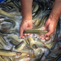 正宗台湾泥鳅苗