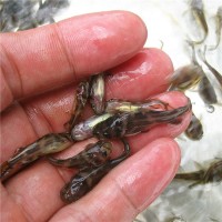黄骨鱼苗(黄腊丁鱼苗)