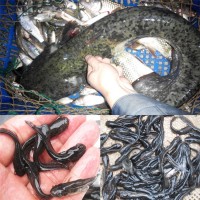 南方大口鲶鱼苗