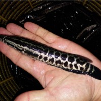 黑鱼苗(杂交生鱼苗)