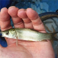 长江草鱼苗