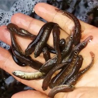 七星鱼苗（花星鱼）