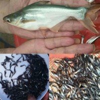 巴沙鱼苗