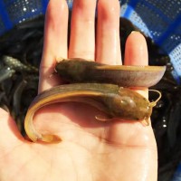 本地塘鱼苗（土鲶鱼）