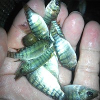 罗非鱼、本地塘角鱼、叉尾鱼、巴沙鱼、七星鱼等优质育苗供应