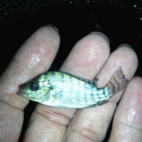 全雄性良种一号罗非鱼苗