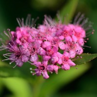 绣线菊、四季玫瑰种植基地