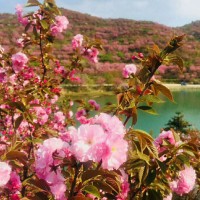 红枫、樱花基地