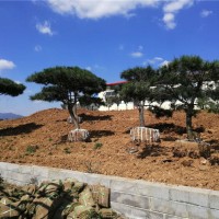 造型黑松景观松基地 规格全价格低