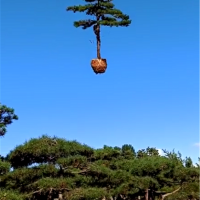 造型黑松苗圃