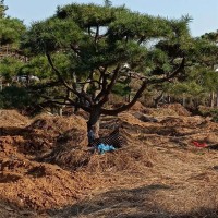 造型黑松展示