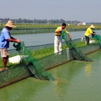 鱼苗、泥鳅苗养殖厂家 免费传授养殖、繁殖经验