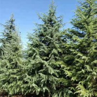 雪松苗木基地 规格全价格低