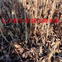 刺五加苗、东北刺五加、辽宁刺五加、刺五加茶、刺五加药材