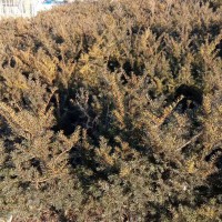 红豆杉、东北红豆杉、辽宁红豆杉、桓仁红豆杉