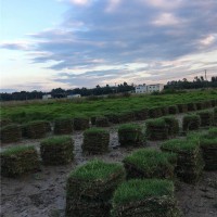 马尼拉草基地