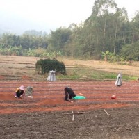 岑软良种油茶2号