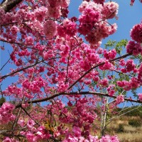 樱花树