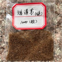 进口矮蒲苇种子（白羽）