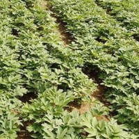 2-3年油用牡丹苗