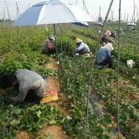 甜蜜蓝宝石嫁接基地