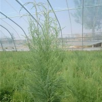 大棚盐松营养杯小苗