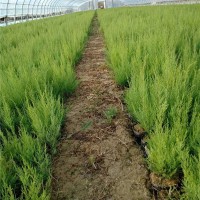 大棚盐松营养杯小苗