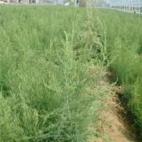 大棚盐松营养杯小苗