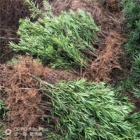 造型罗汉松