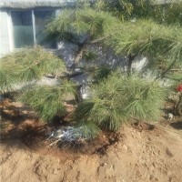 景观松价格
