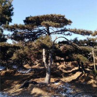 景观松基地
