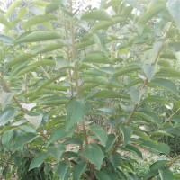 栽植第二年幼树